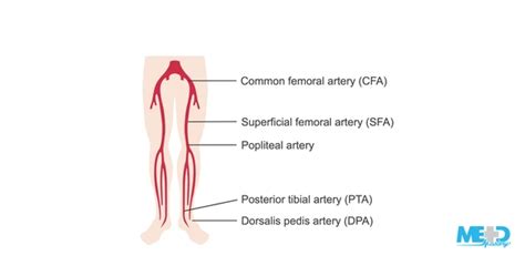 Medical Abbreviation Sfa