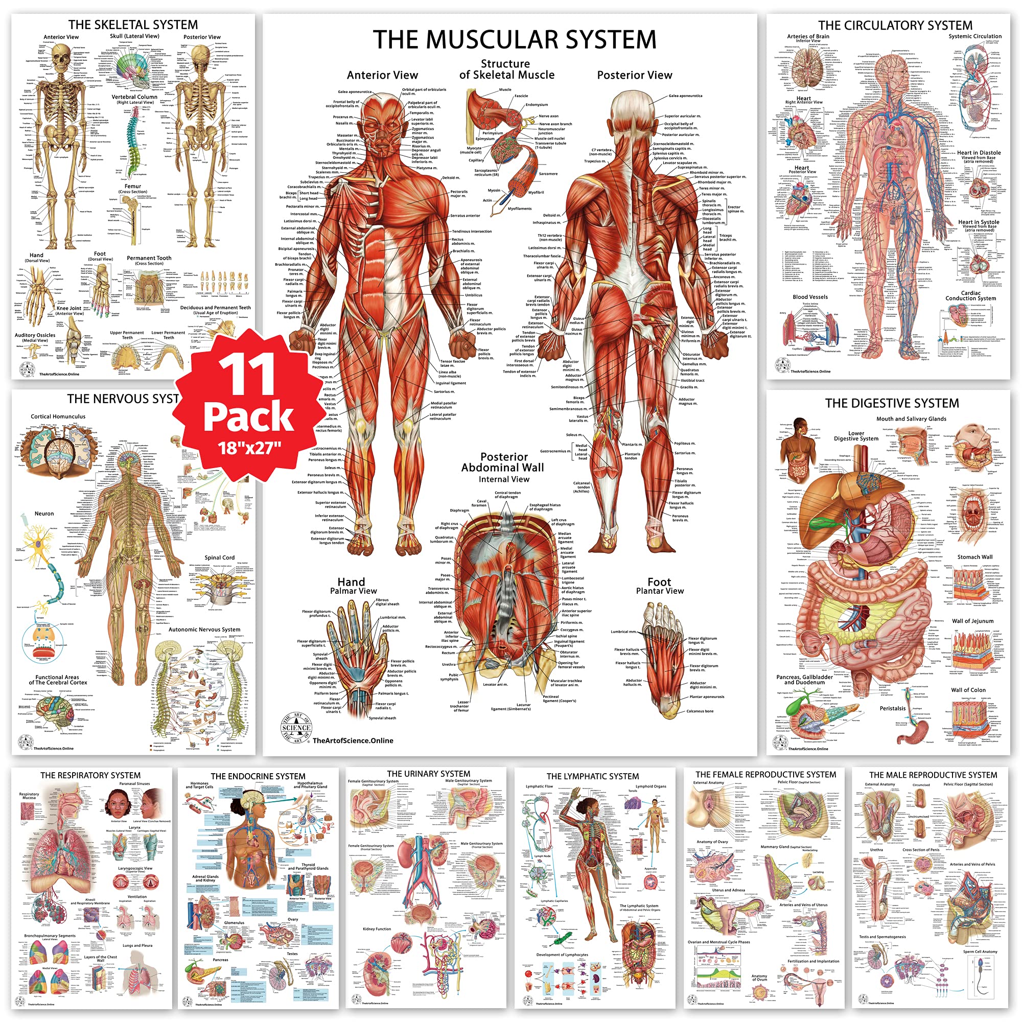 Medical Anatomy Terms Anatomical Charts Posters Medical Anatomy Terms Anatomical Charts Posters