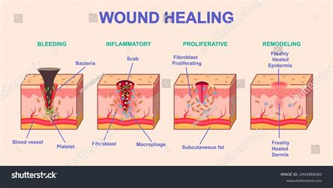 Medical Term For Scab