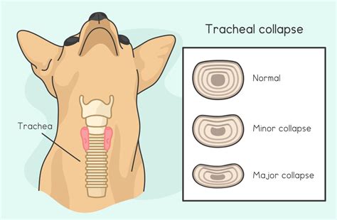Medication For Dogs With Collapsed Trachea