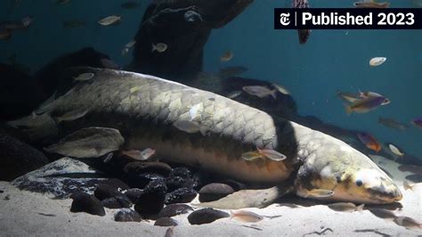 Meet Methuselah The World S Oldest Living Aquarium Fish The New York Times