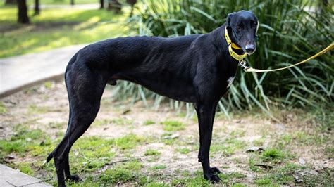 Meet Pete Pete Is A 4 Year Old Black Male Greyhound Ready To Find His Forever Home He Is A Sweet Friendly Hound Who Quickly Settled In Foster With A Female