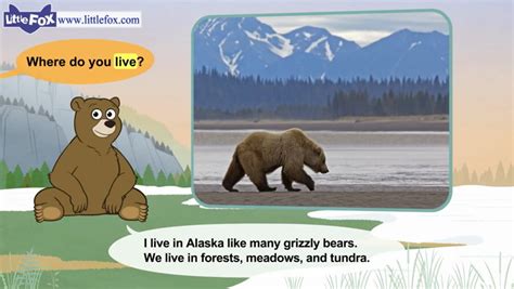 Meet The Animals 5 Grizzly Bear Wild Animals Little Fox