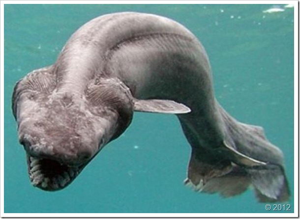 Meet The Fascinating Frilled Shark Dutch Shark Society Meet The Fascinating Frilled Shark Dutch Shark Society
