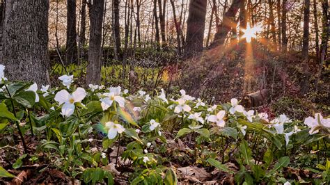 Meet The First Blooms Of The Season Michigan S Spring Wildflowers Bright Lane Gardens