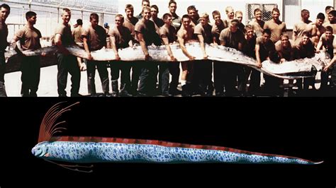 Meet The Giant Oarfish The Ocean S Mysterious Serpent And The Longest Bony Fish In The World Rarely Seen Alive These Deep Sea Giants Can Be Up To 56 Feet Long With
