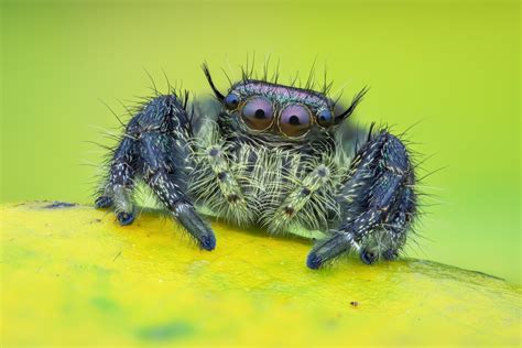 Meet The Jumping Spider The World S Most Adorable Arachnid Discover Magazine Meet The Jumping Spider The World S Most Adorable Arachnid Discover Magazine