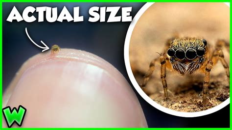 Meet The World S Smallest Jumping Spider Ft Coolcrittersyt Youtube Meet The World S Smallest Jumping Spider Ft Coolcrittersyt Youtube