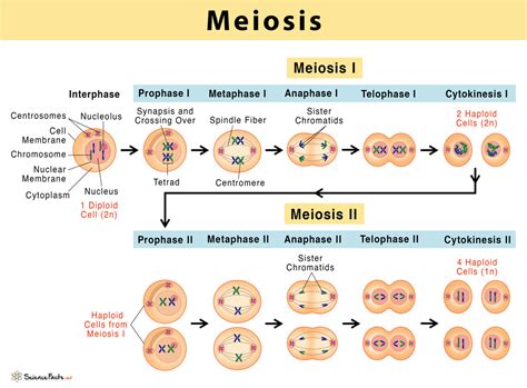 Meiosis Definition Stages Purpose With Diagram Meiosis Definition Stages Purpose With Diagram