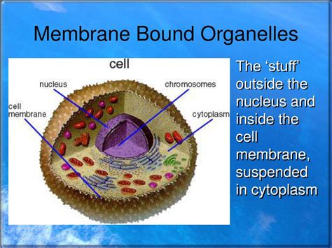Unlock Mysteries of Membrane Bound Organelles
