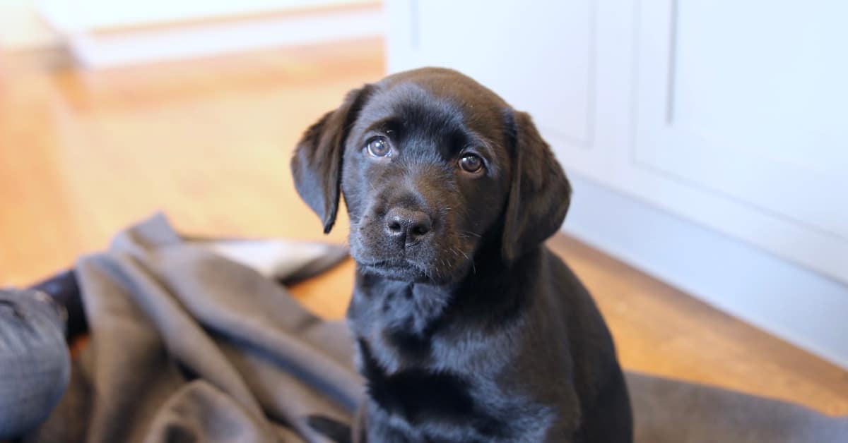 Mental Stimulation Toys For Dogs