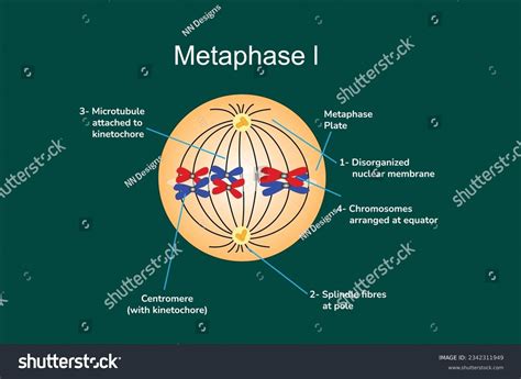 Metaphase 1 Diagram Metaphase 1 Diagram