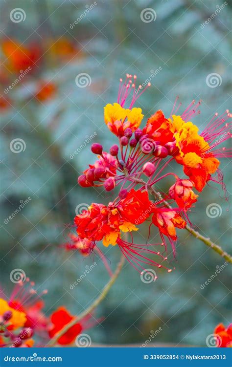 Mexican Bird Of Paradise In Bloom In Arizona United States Stock Image
