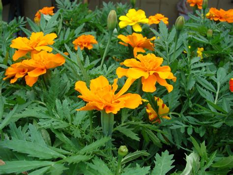 Mexican Marigold Tagetes Erecta Feedipedia