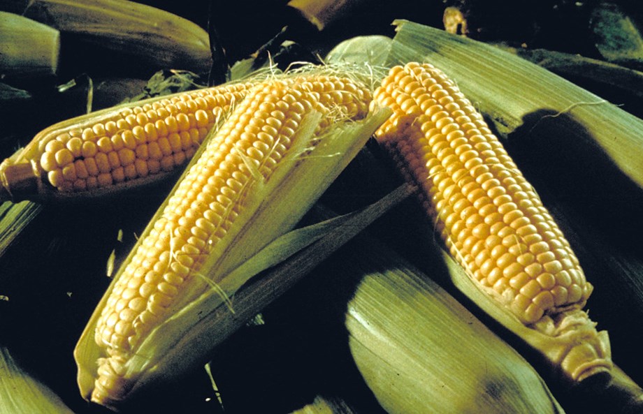 Mexico Researchers Show Progress On Drive To Replace Us Corn Imports Mexico Researchers Show Progress On Drive To Replace Us Corn Imports