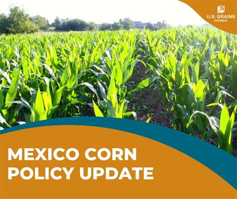 5 Ways GM Corn Impacts Mexico
