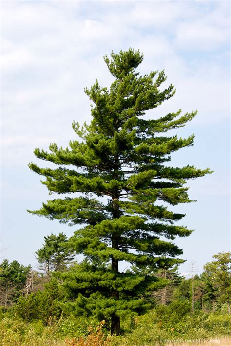 Michigan State Tree Eastern White Pine Pure Michigan Michigan