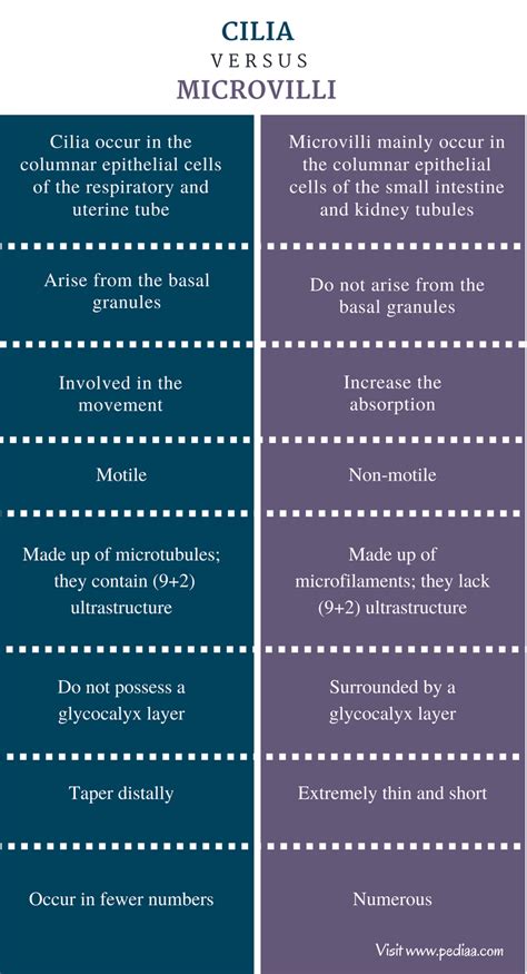 Microvilli vs Cilia Uncovered The Differences You Need to Know