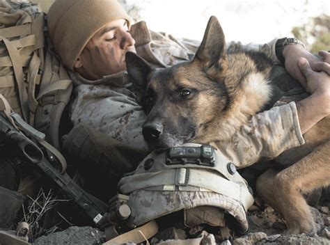 Military Working Dogs Are Often Given Honorary Nco Status Which Means They Are Considered To Be One Rank Higher Than Their Handlers This Tradition Is Believed To Be A Way To Prevent Military Working Dogs Are Often Given Honorary Nco Status Which Means They Are Considered To Be One Rank Higher Than Their Handlers This Tradition Is Believed To Be A Way To Prevent