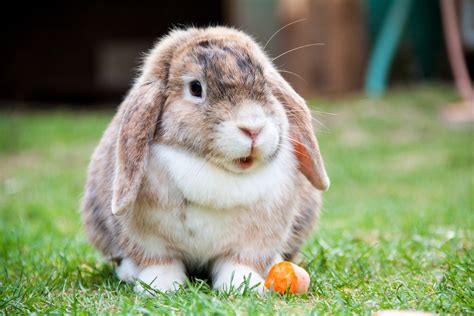 Mini Lop Rabbit Top Guide Amp Facts