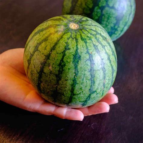 Mini Piccolo Watermelon Seeds Burpee Mini Piccolo Watermelon Seeds Burpee