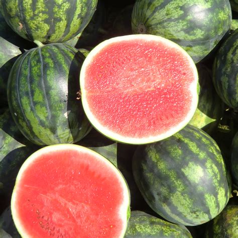 Mini Watermelons Mammarancia Mini Watermelons Mammarancia