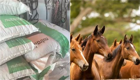 Minist Rio Investiga Mortes De Cavalos Ligadas Ra O Nutratta Record