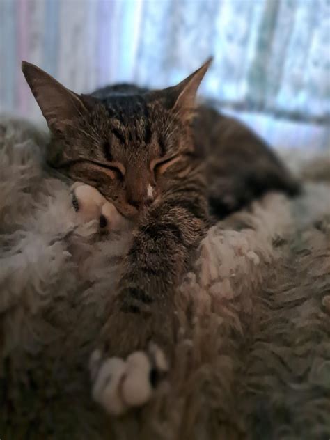 Minnie The Minx Aka The Tiniest Terror R Tabbycats Minnie The Minx Aka The Tiniest Terror R Tabbycats