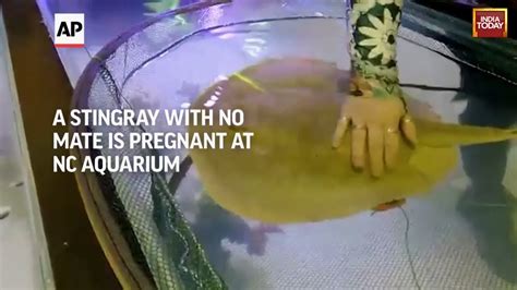 Miracle Birth Stingray With No Mate Is Pregnant At North Carolina