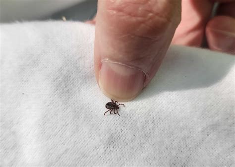 Missouri Is A Hotbed For Tick Related Illnesses Here Amp 39 S How To Keep Missouri Is A Hotbed For Tick Related Illnesses Here Amp 39 S How To Keep