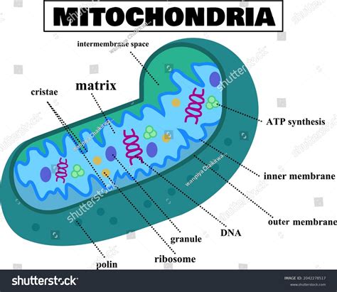 Mitochondria Function In Plant Cell Onepronic