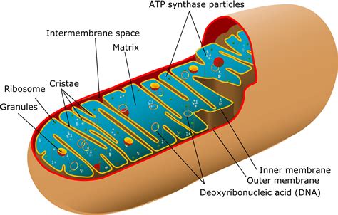 Mitochondria Structure Function Teachmephysiology