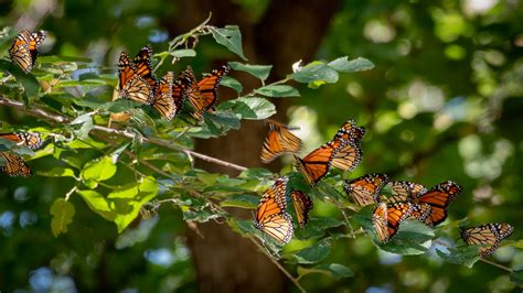 Monarch Butterflies Gathering In Preparation For Their Ann Flickr