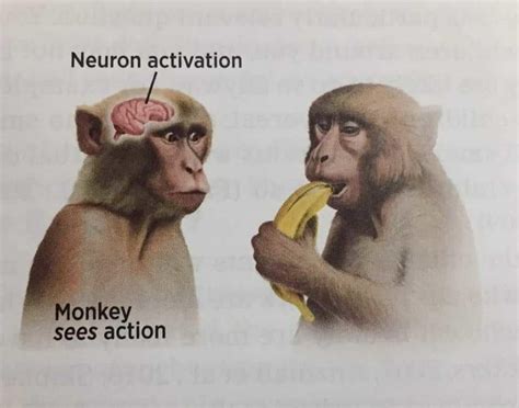 Monkey See Monkey Do Neuron Activation In 2025 Funny Pictures Monkey See Monkey Do Neuron Activation In 2025 Funny Pictures