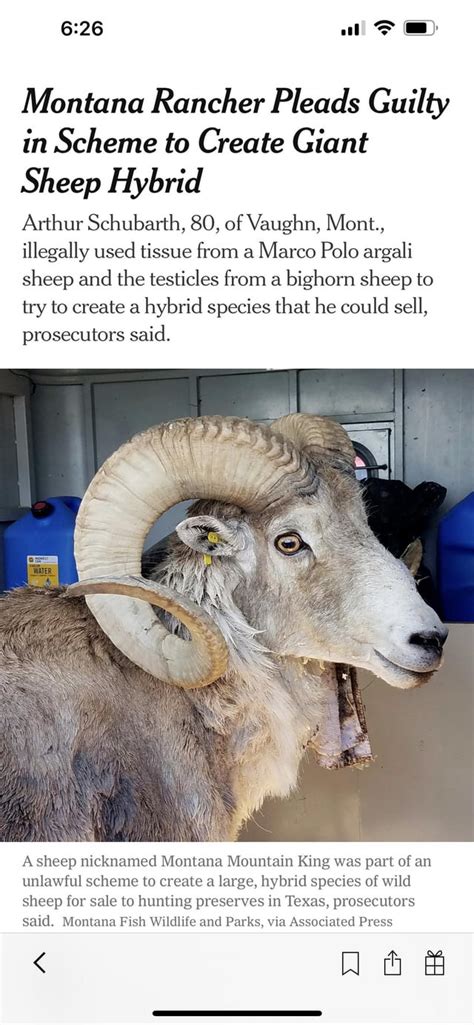 Montana Rancher Pleads Guilty In Scheme To Create Giant Sheep Hybrid The New York Times
