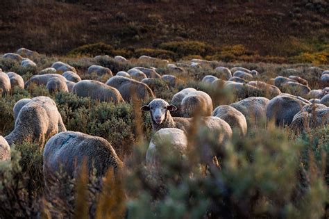 Montana S Rambouillet Wool Family Heritage In A Modern Brand Agdaily Montana S Rambouillet Wool Family Heritage In A Modern Brand Agdaily