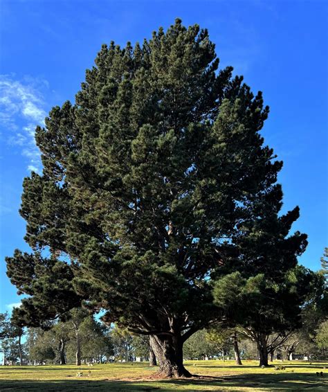 Monterey Pine Tree Santa Barbara Beautiful Monterey Pine Tree Santa Barbara Beautiful