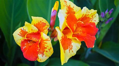 More Tropical Vibes Say Less The Canna Lily Will Turn Your Yard Into A Lush Paradise No Passport Required Big Bold And Bursting With Color Canna Lilies Capture The Tropical Drama For