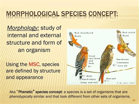 Morphological Species Concept Example Of