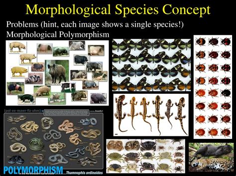 5 Tips Morphological Species