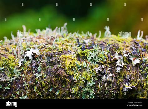 Moss Lichen Algae Fungi Mycological Mushroom Bryophytes On Tree