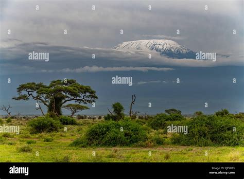 Mount Kilimanjaro At Amboseli National Park Kenya Stock Photo Image