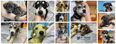 Mt Pleasant Animal Shelter Volunteer Candis Dew