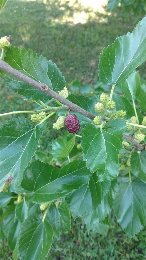 Mulberry Tree Leaves Benefits