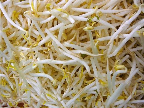 Mung Bean Sprouts International Specialty Supply