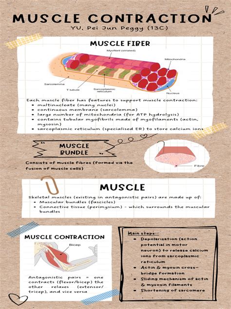 Muscle Contraction Higher Level Biology Ib