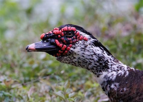 Muscovy Duck Largo Central Park Nature Preserve Largo Flo Flickr