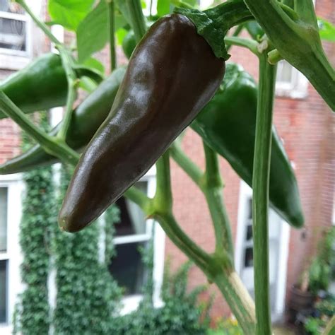 My Very Young Fresno Red Is Turning Purple And Brown R Peppers