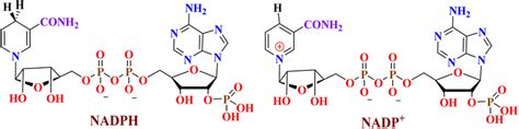 Nadph