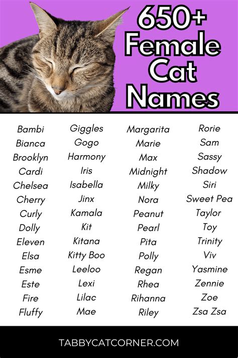 Names For Girl Cats L